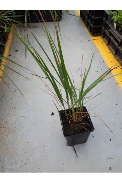 Куничник Карл Форстер - вис.70-80см/Ø15-20см